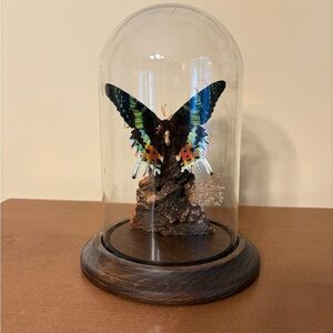 Madagascar real Butterfly Moth Ripheus in Glass Dome in Glass Dome